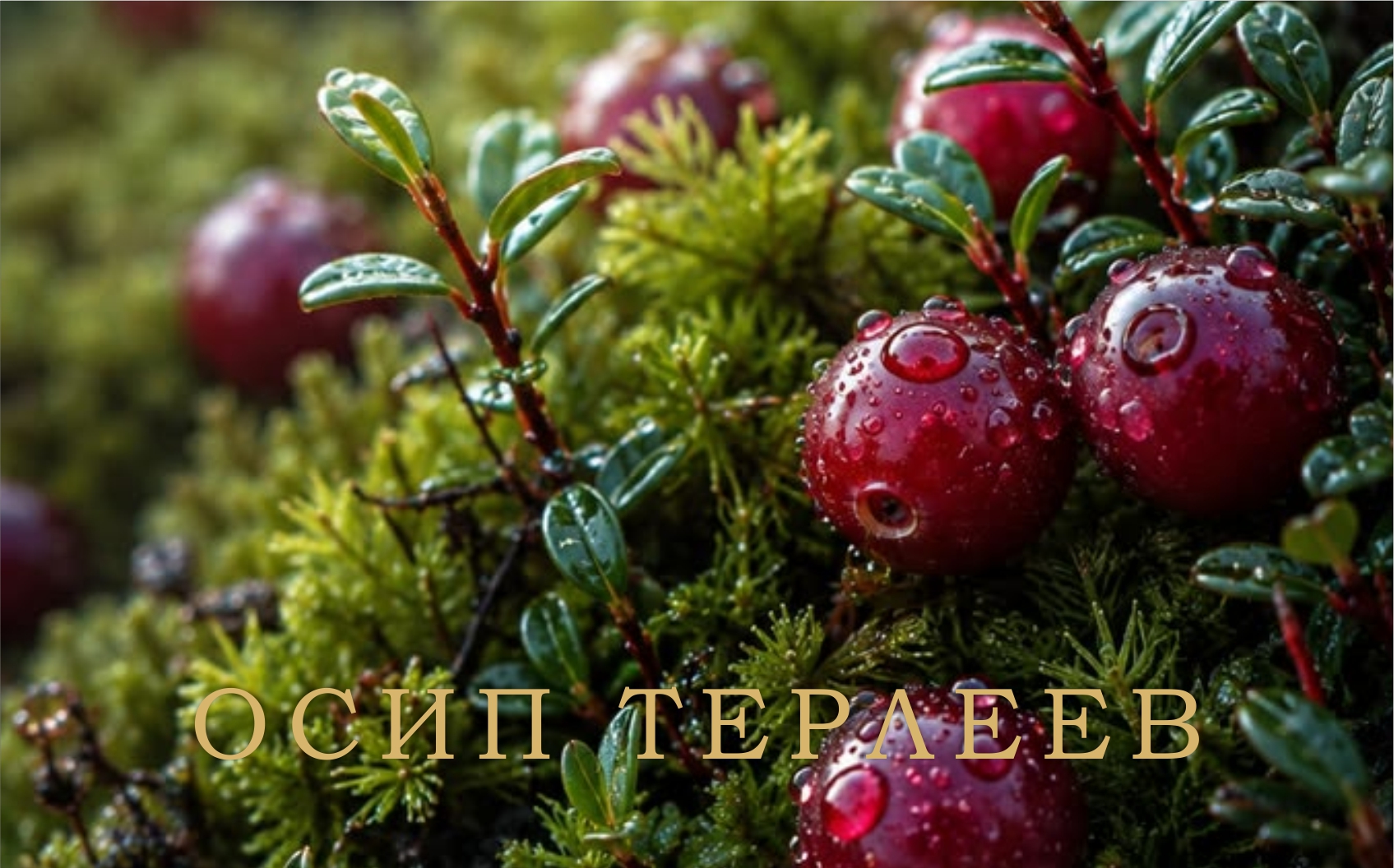 Дизайн сертификата 5